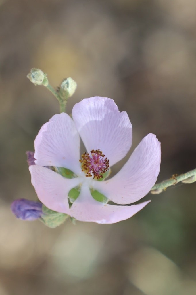 Southern Coastal Bushmallow