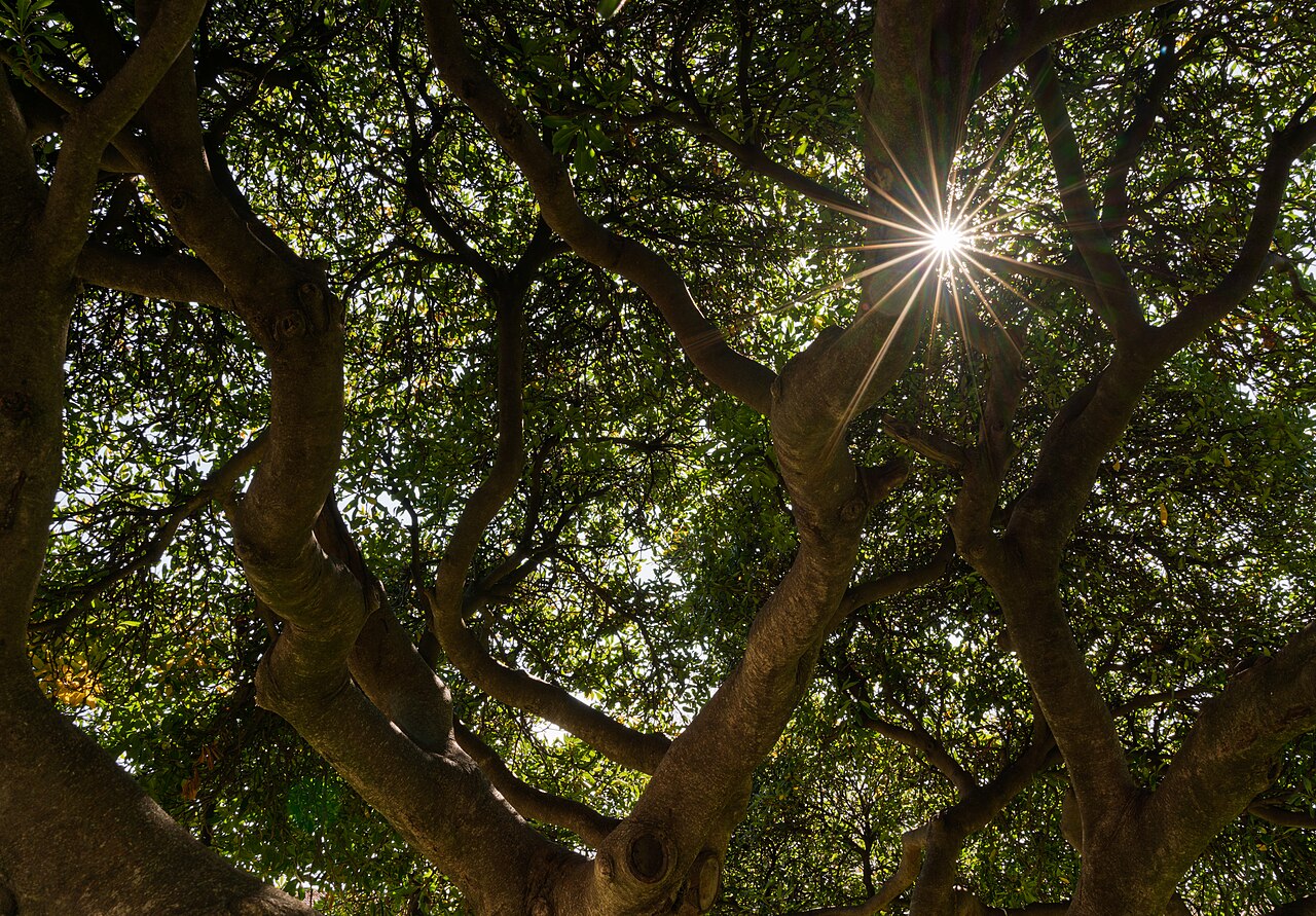 Southern Magnolia — photo 2
