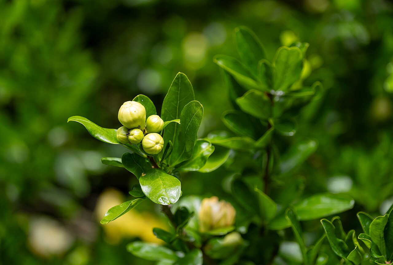 Southern Magnolia — photo 3