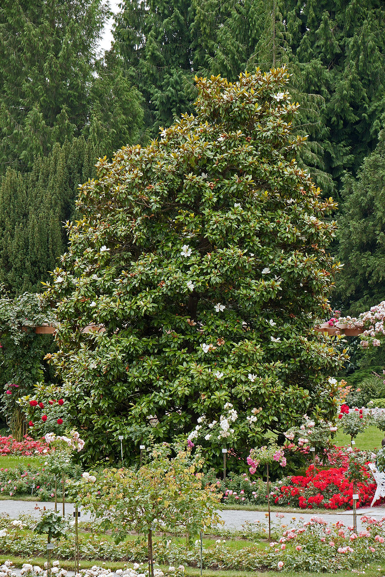 Southern Magnolia — photo 4