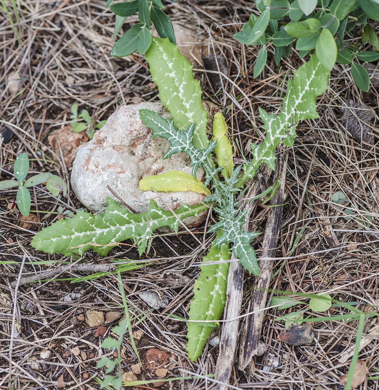 Sow Thistle — photo 2