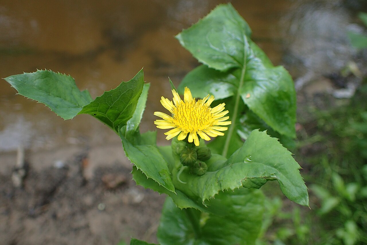 Sow Thistle — photo 3