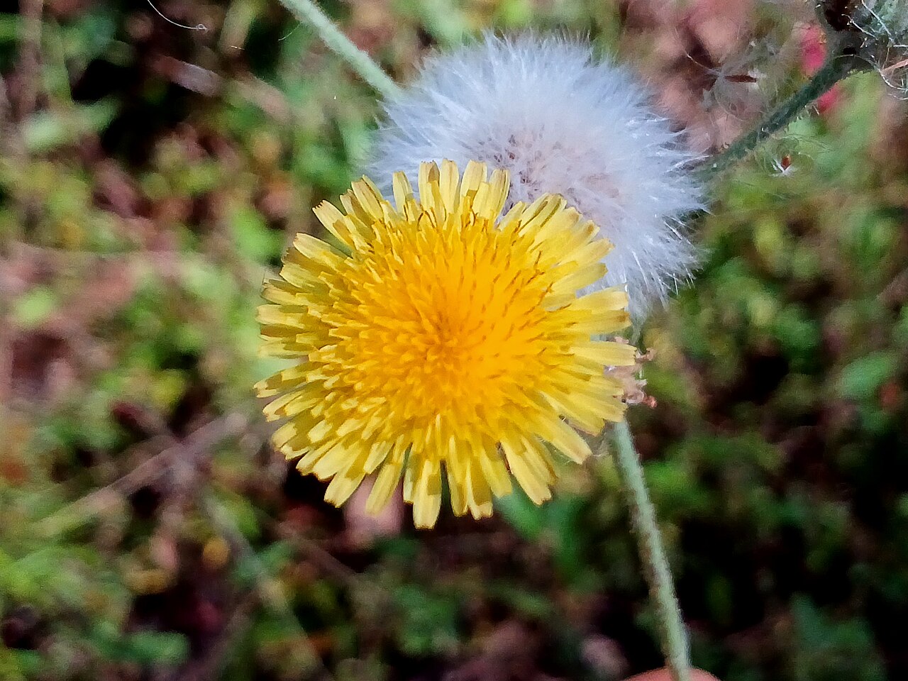 Sow Thistle — photo 4
