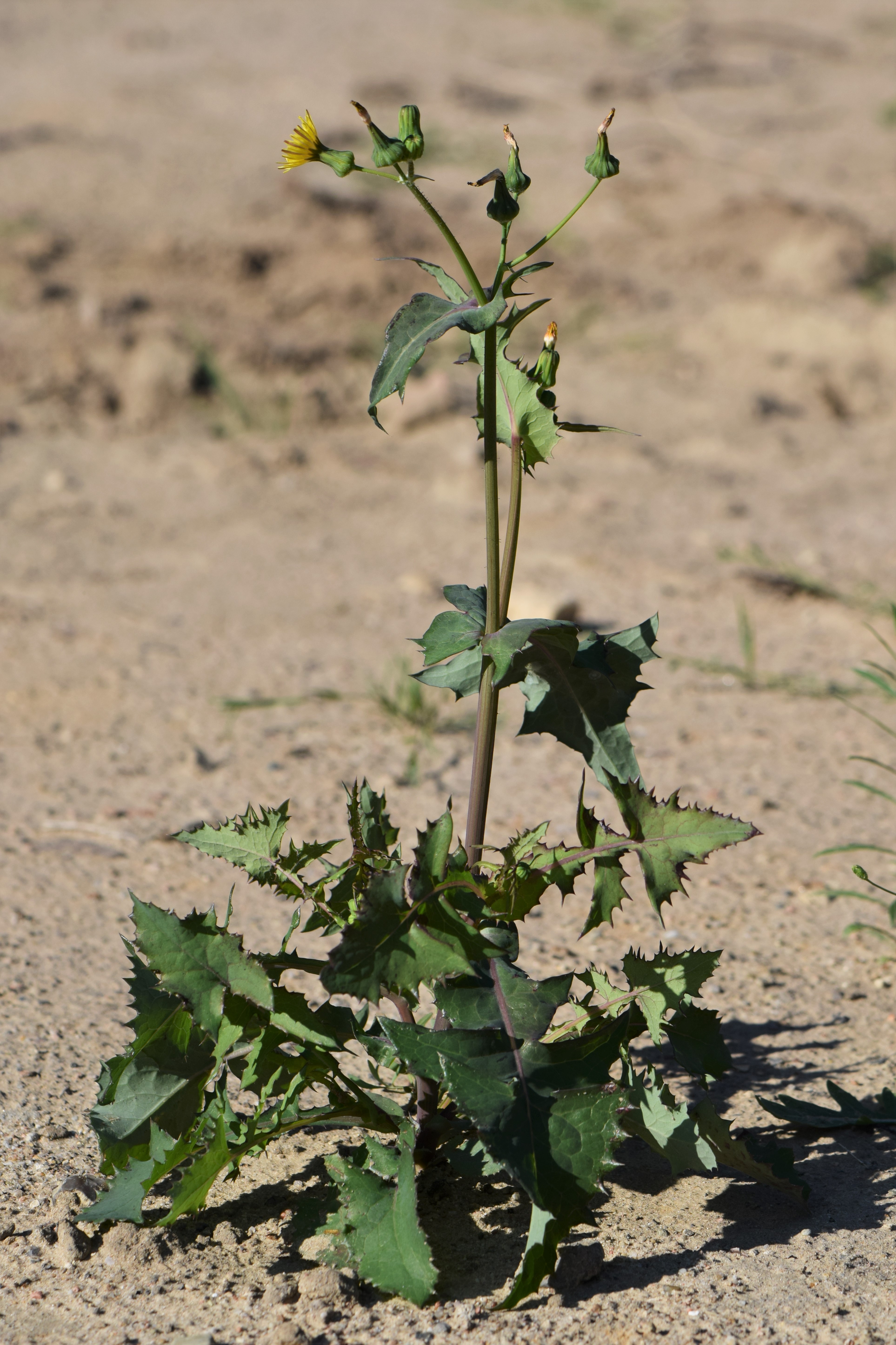 Sow Thistle