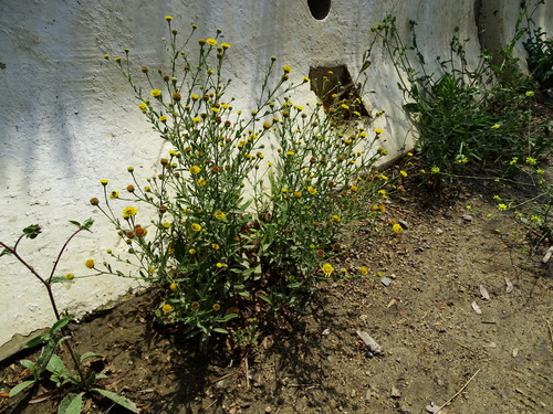 Spanish False Fleabane — photo 2