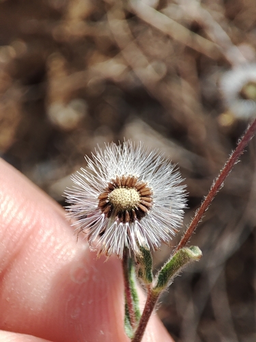 Spanish False Fleabane — photo 3