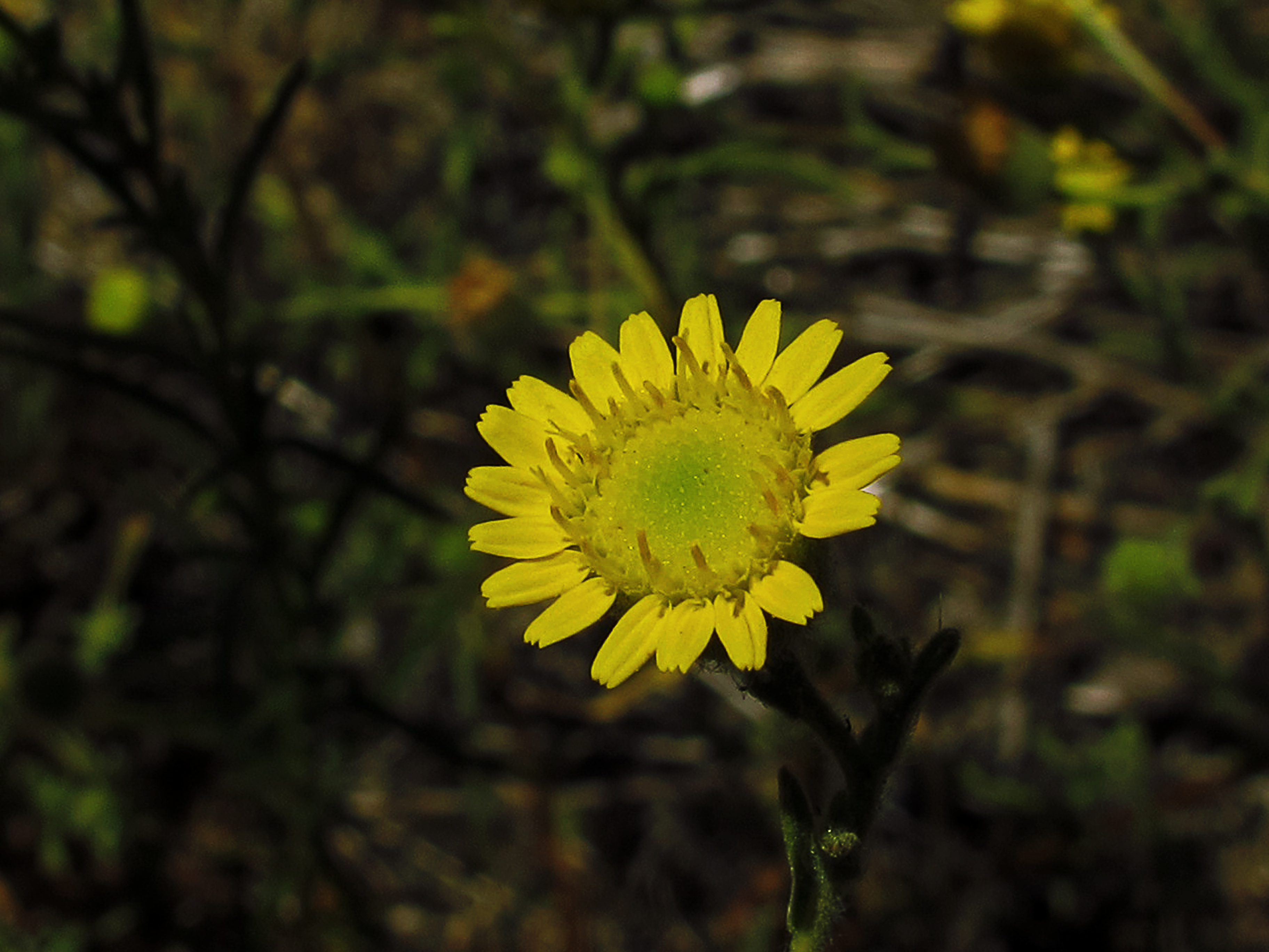 Spanish False Fleabane