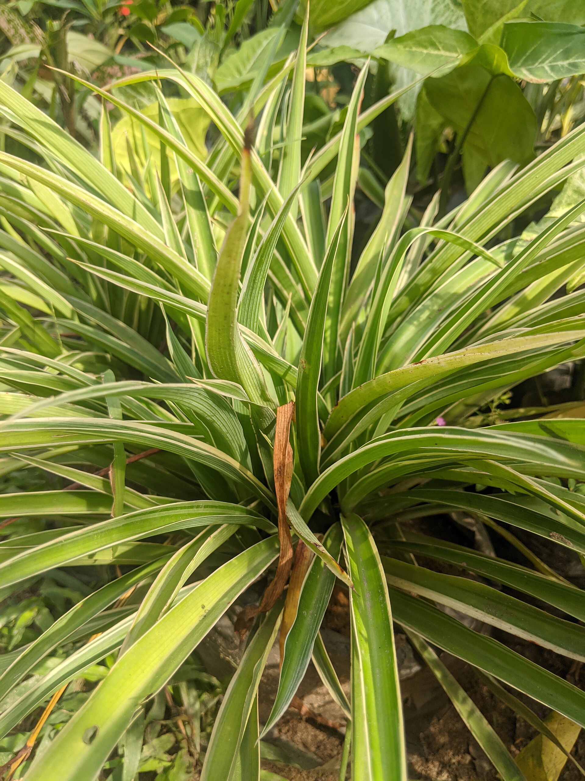 Spider Plant — photo 3