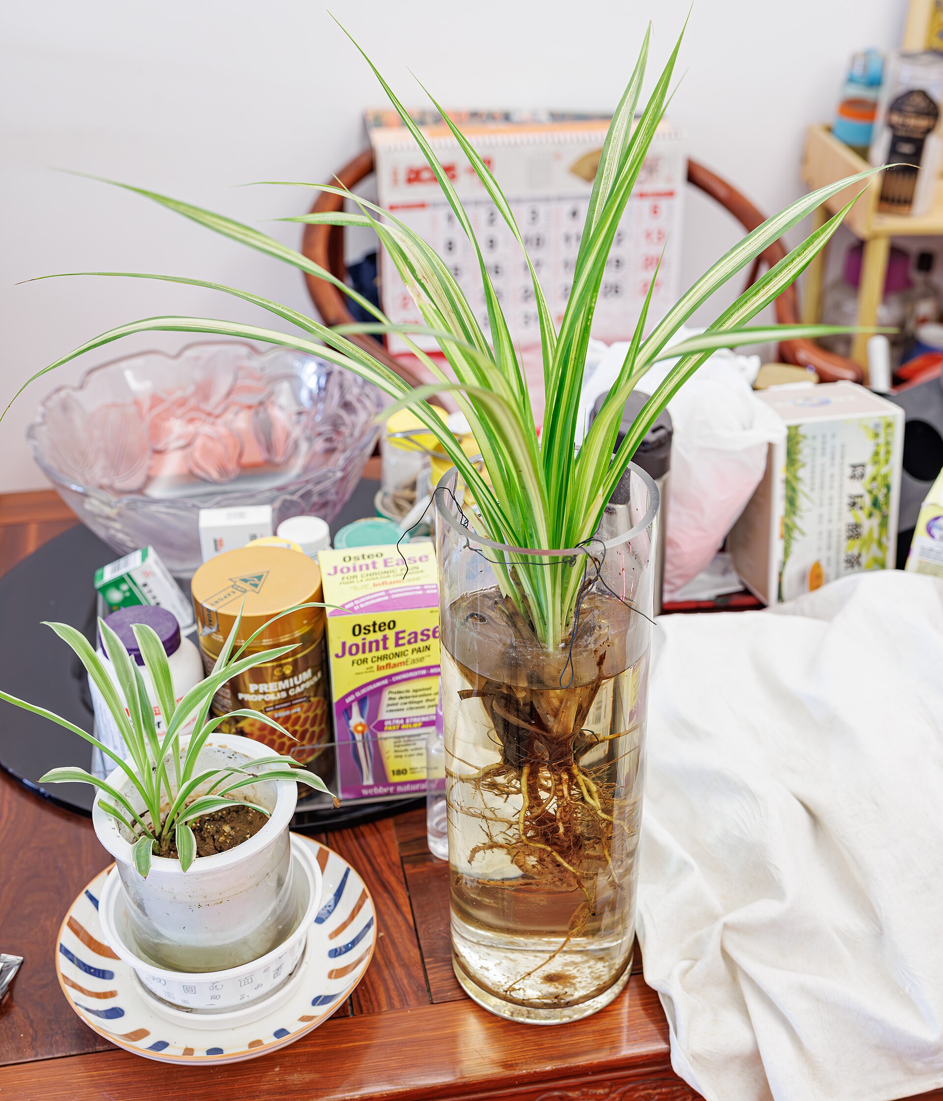 Spider Plant — photo 4