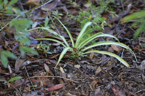 Spider Plant — photo 1