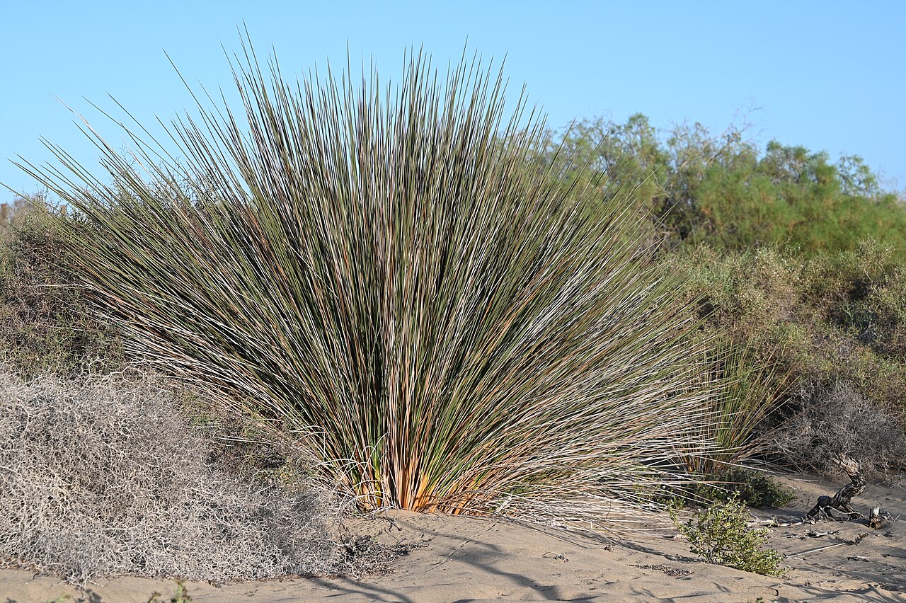 Spiny Rush — photo 2