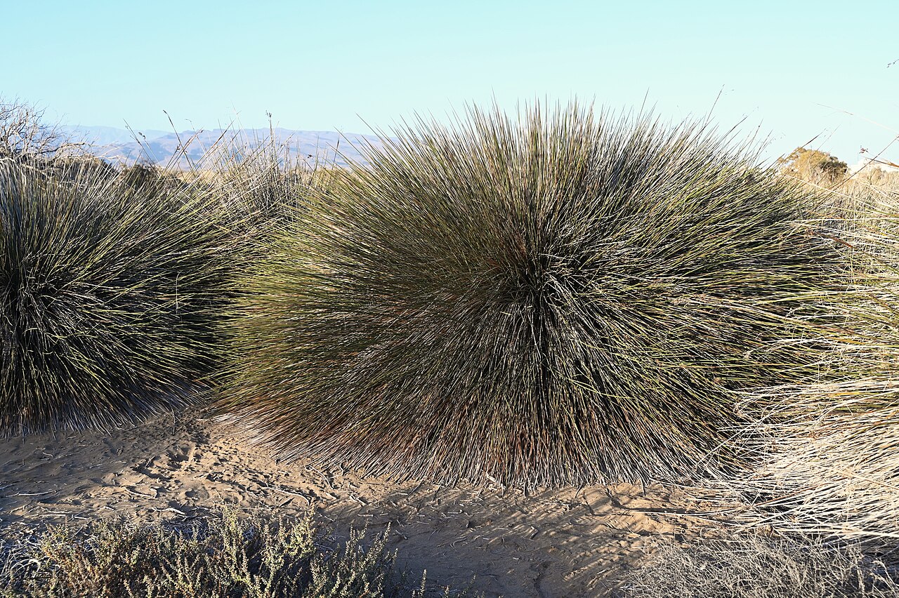 Spiny Rush — photo 3