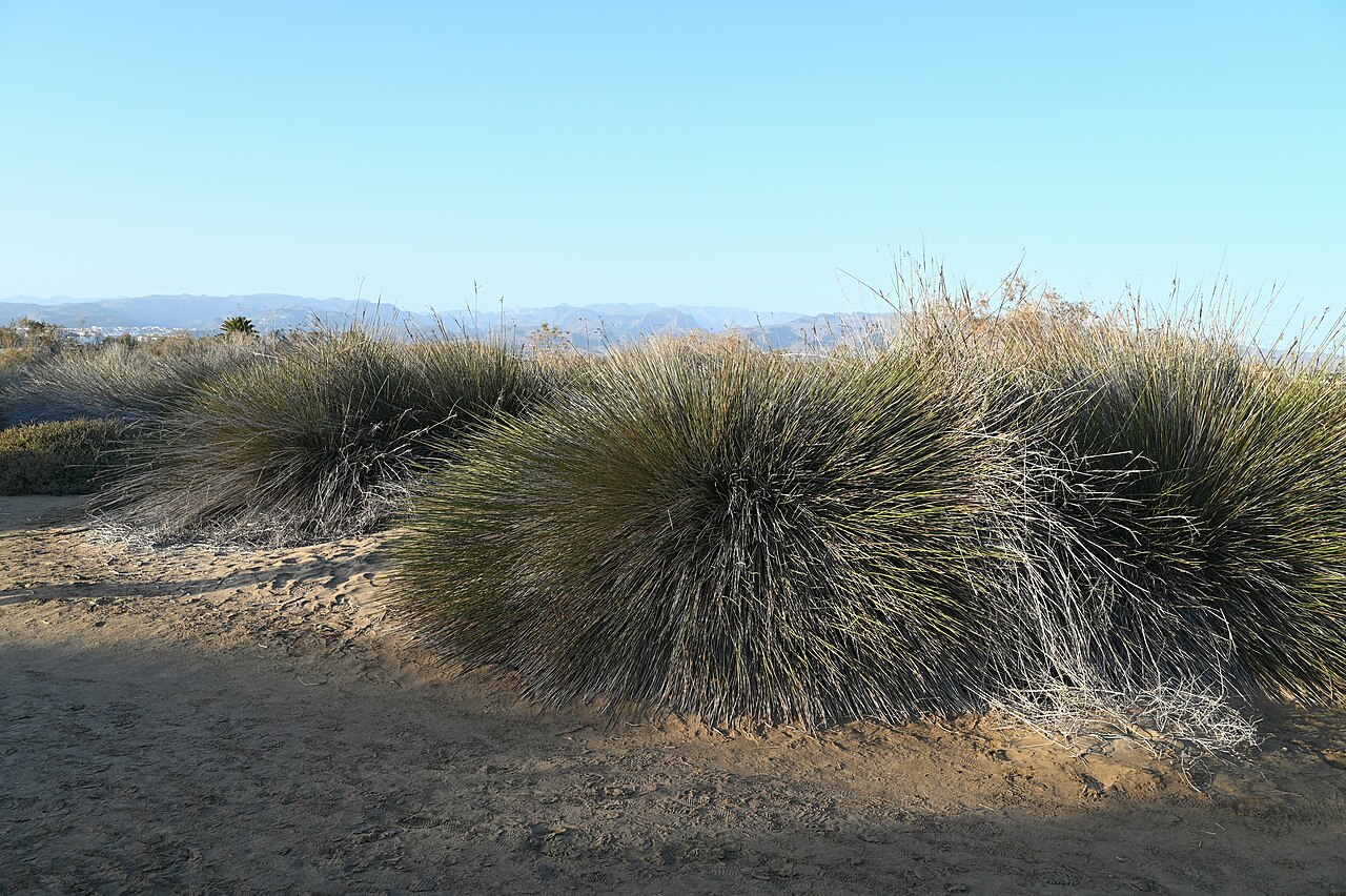 Spiny Rush — photo 4