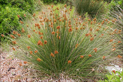 Spiny Rush