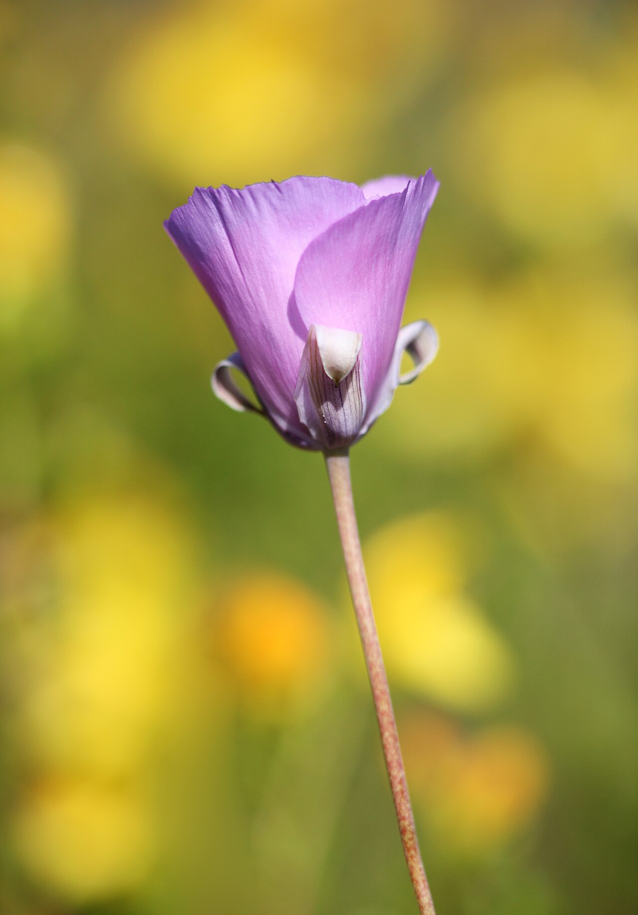 Splendid Mariposa Lily — photo 2