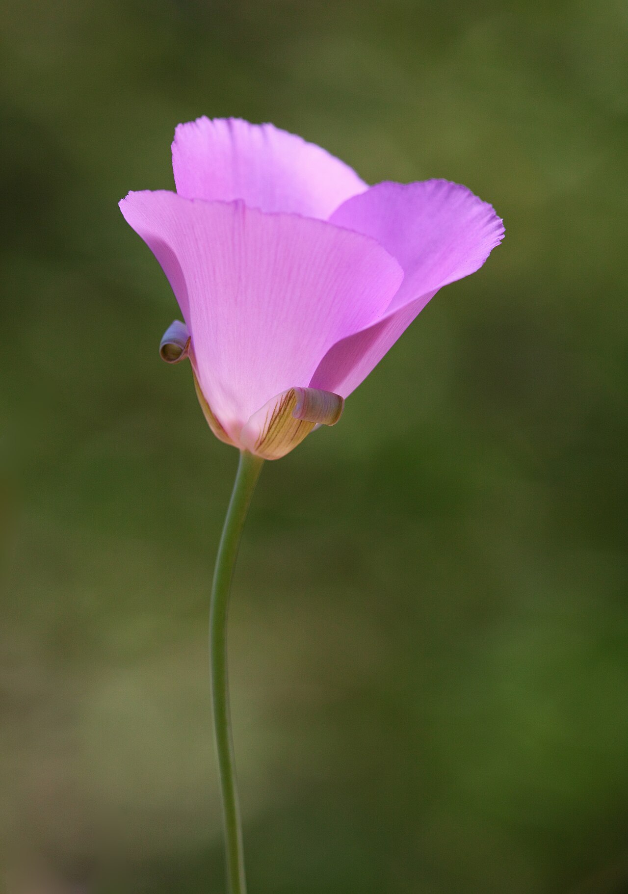 Splendid Mariposa Lily — photo 3