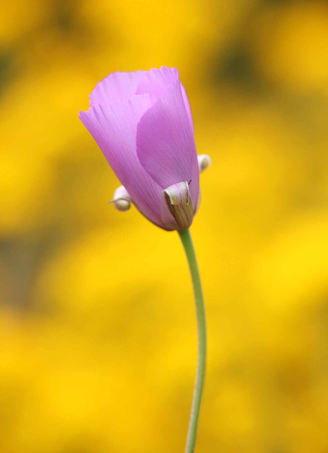 Splendid Mariposa Lily — photo 4