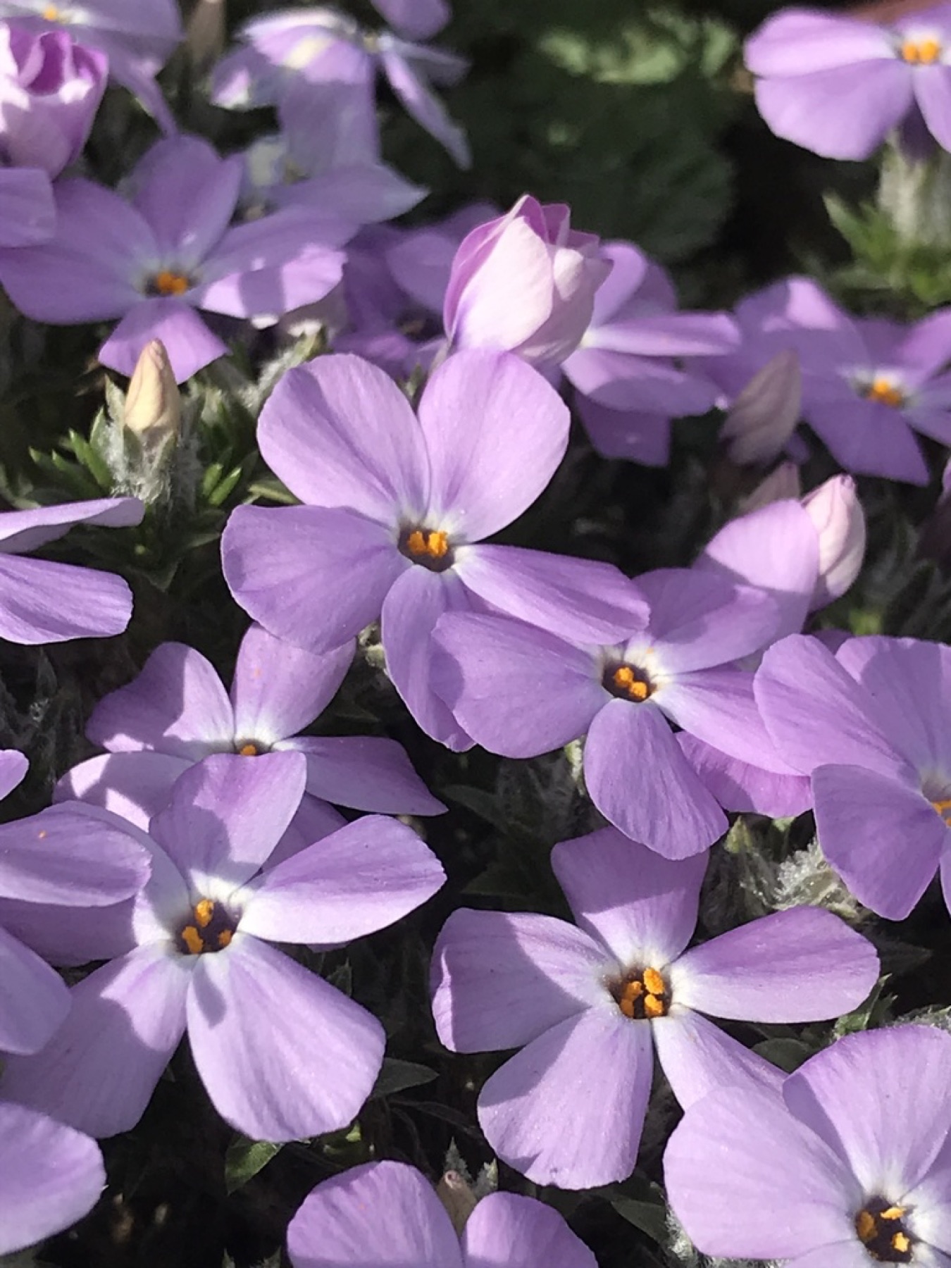Spreading Phlox — photo 6