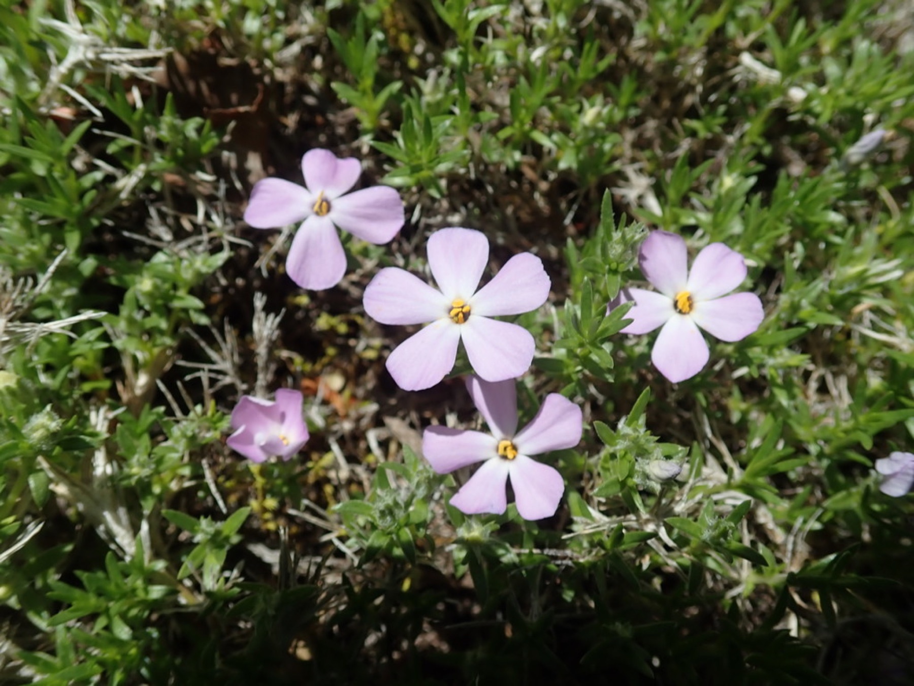 Spreading Phlox
