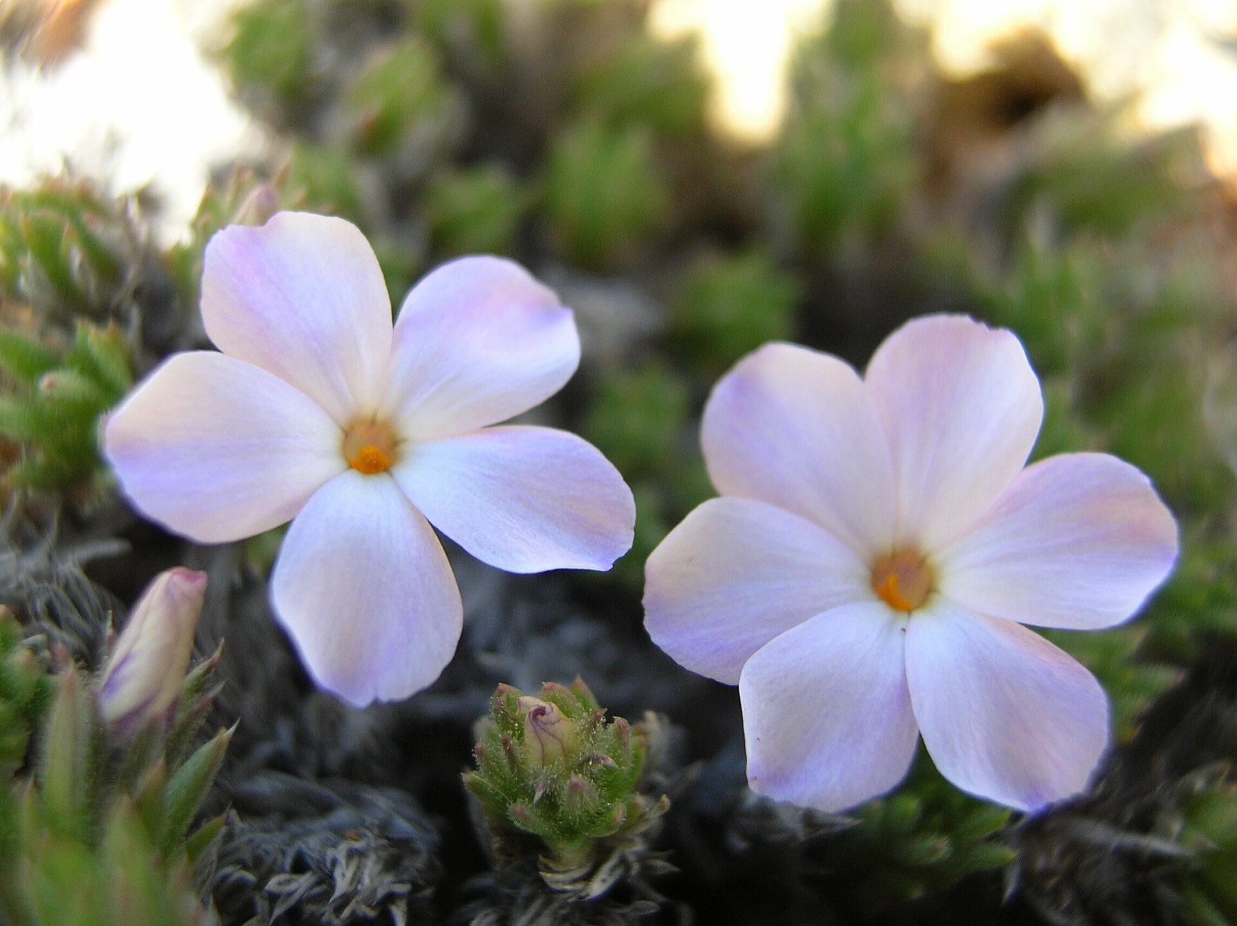 Spreading Phlox — photo 2