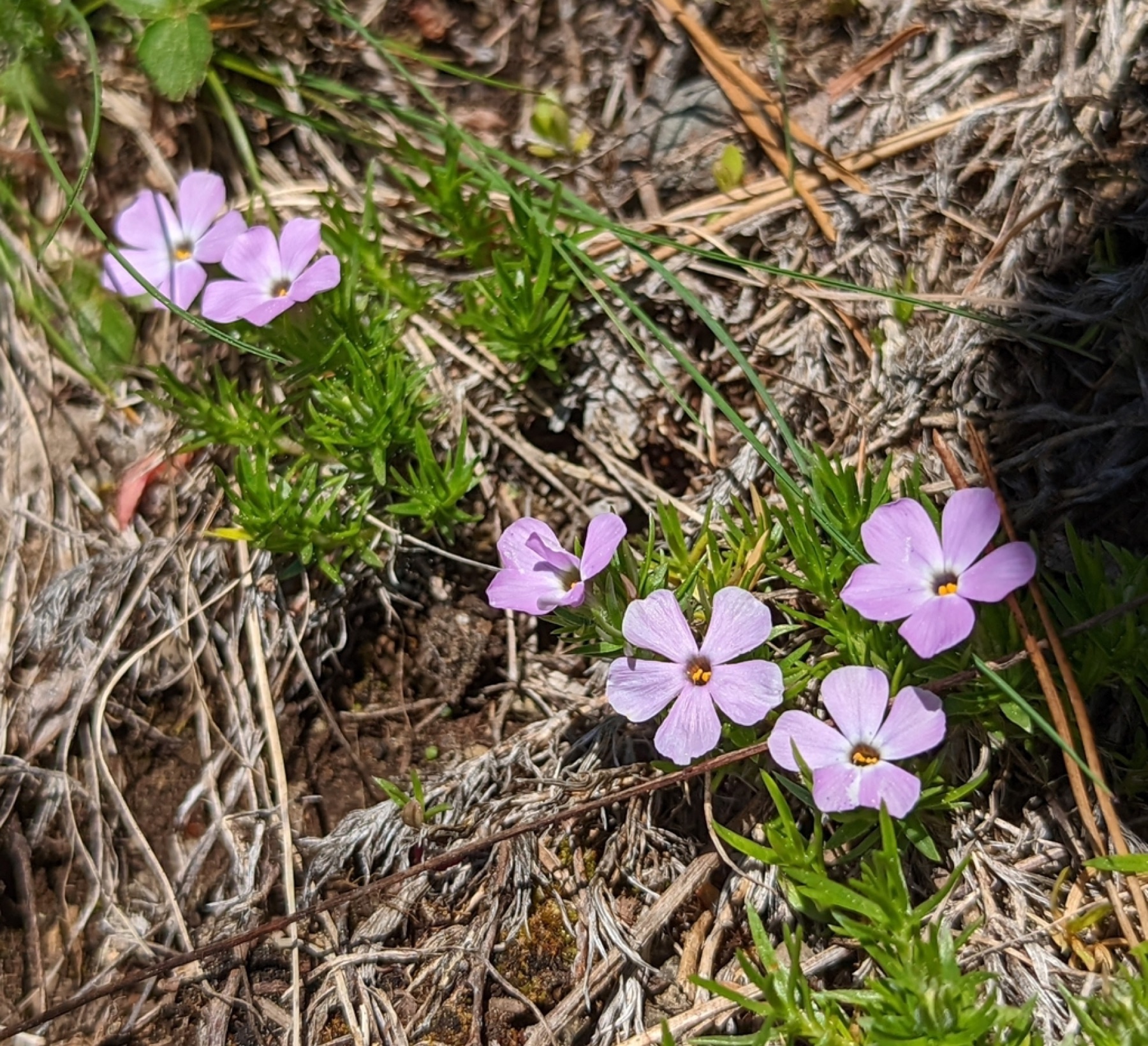 Spreading Phlox — photo 3