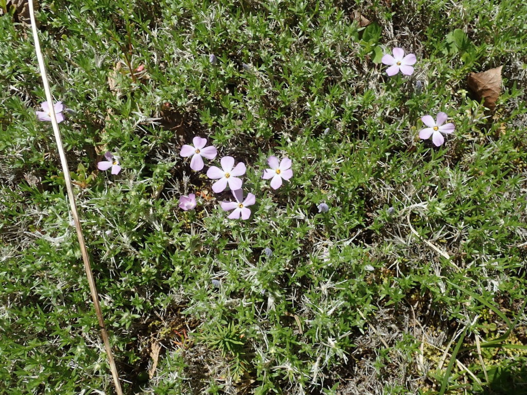 Spreading Phlox — photo 4