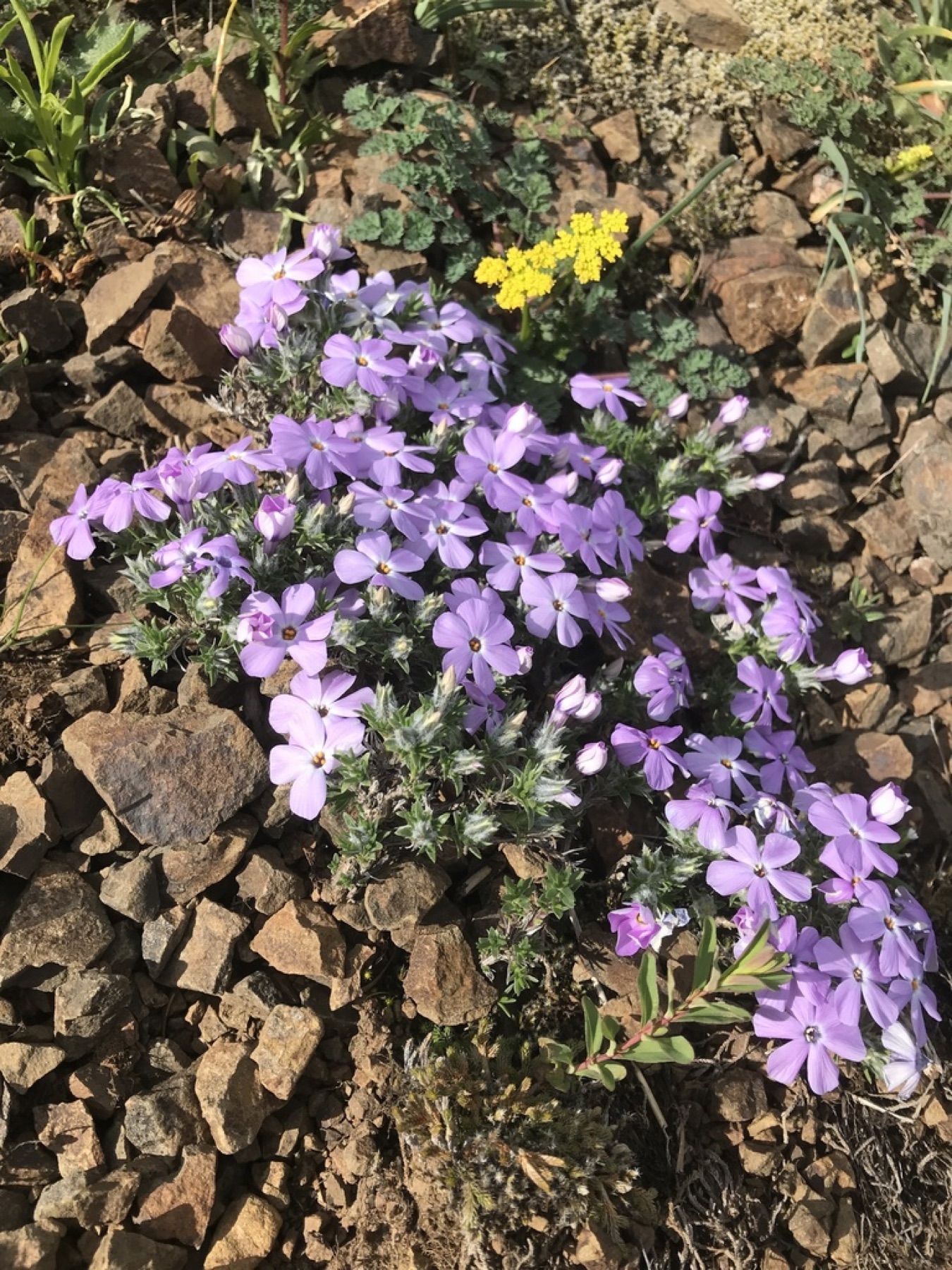 Spreading Phlox — photo 5