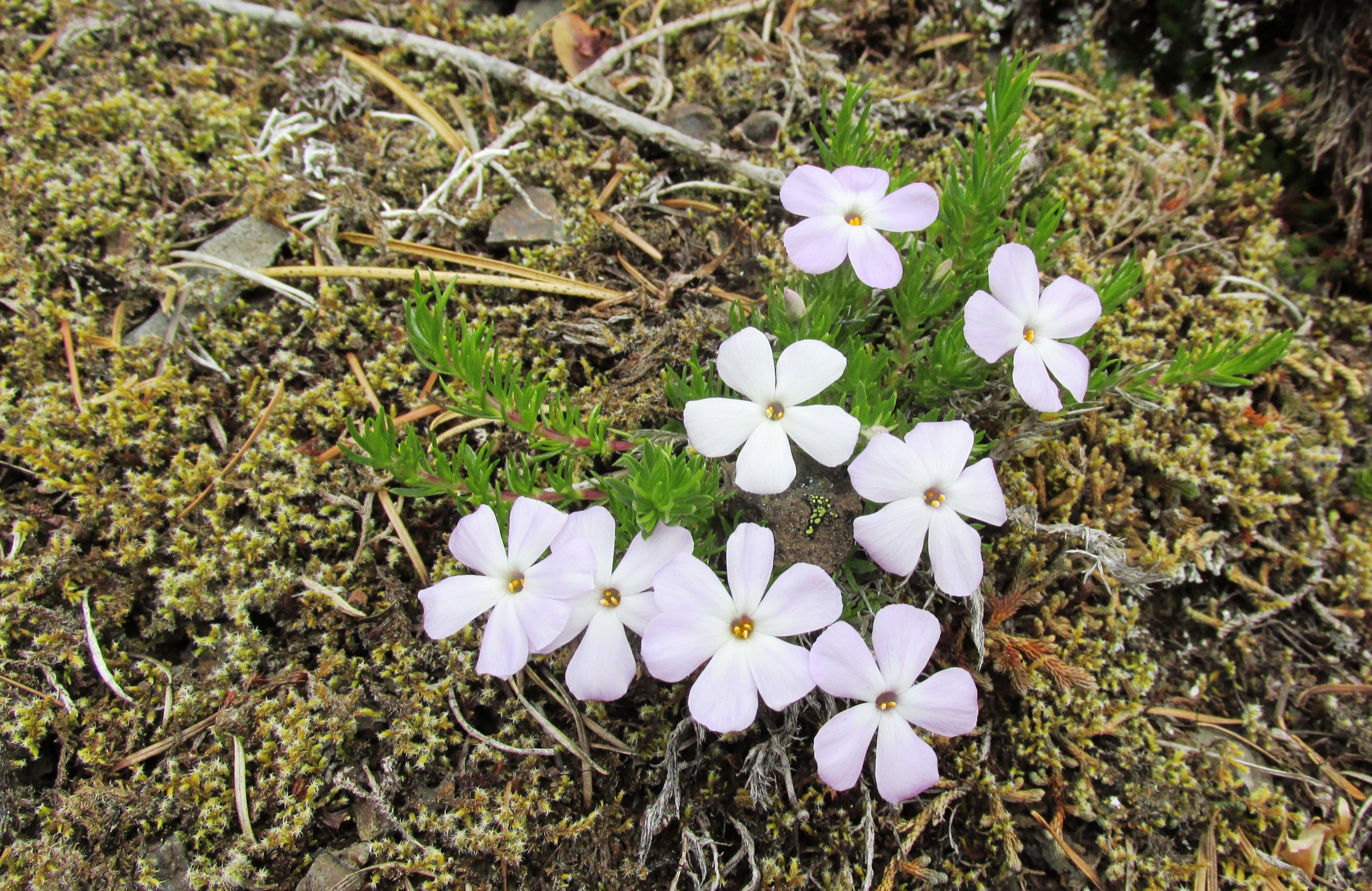 Spreading Phlox