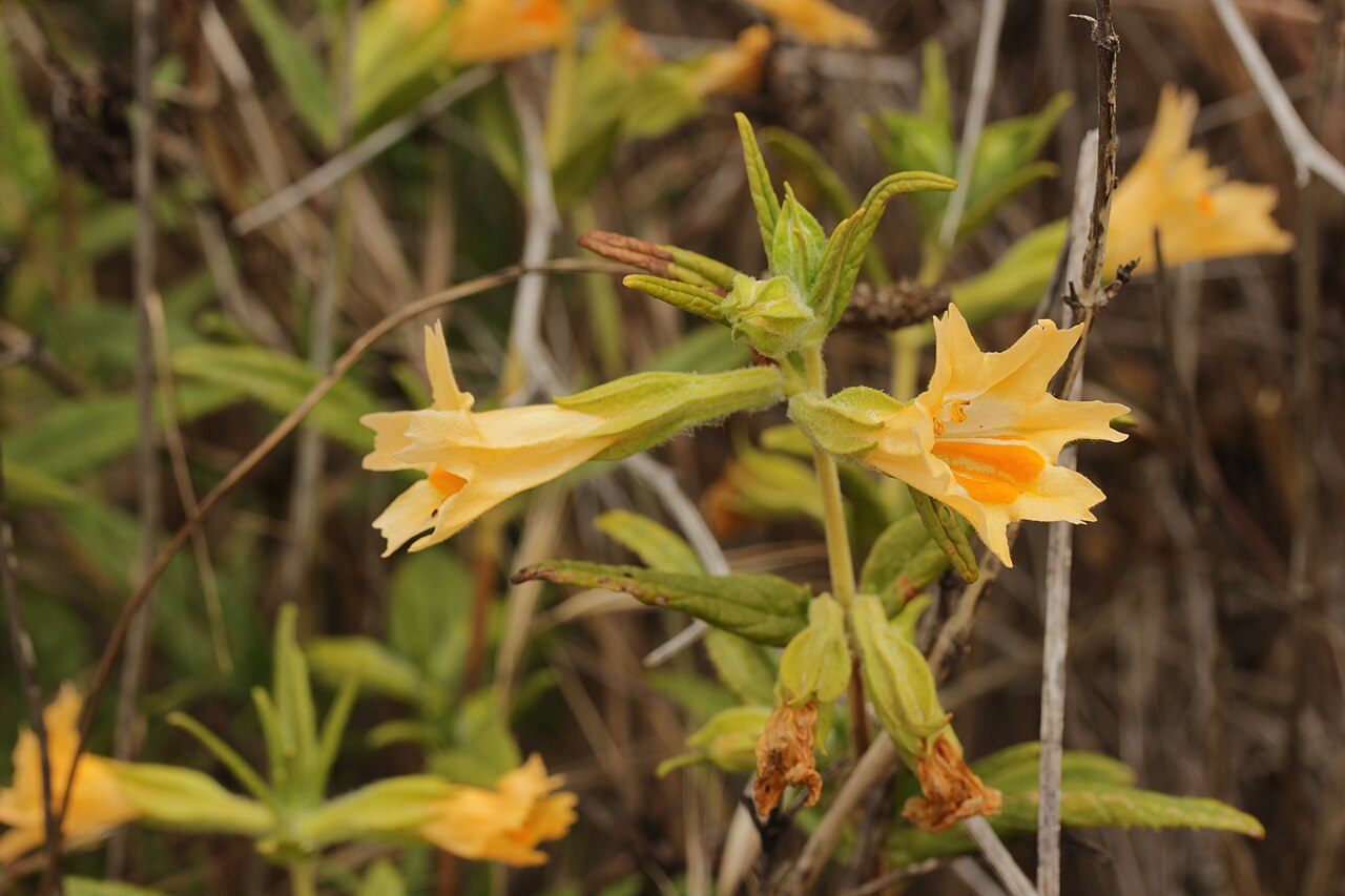 Sticky Monkeyflower — photo 2