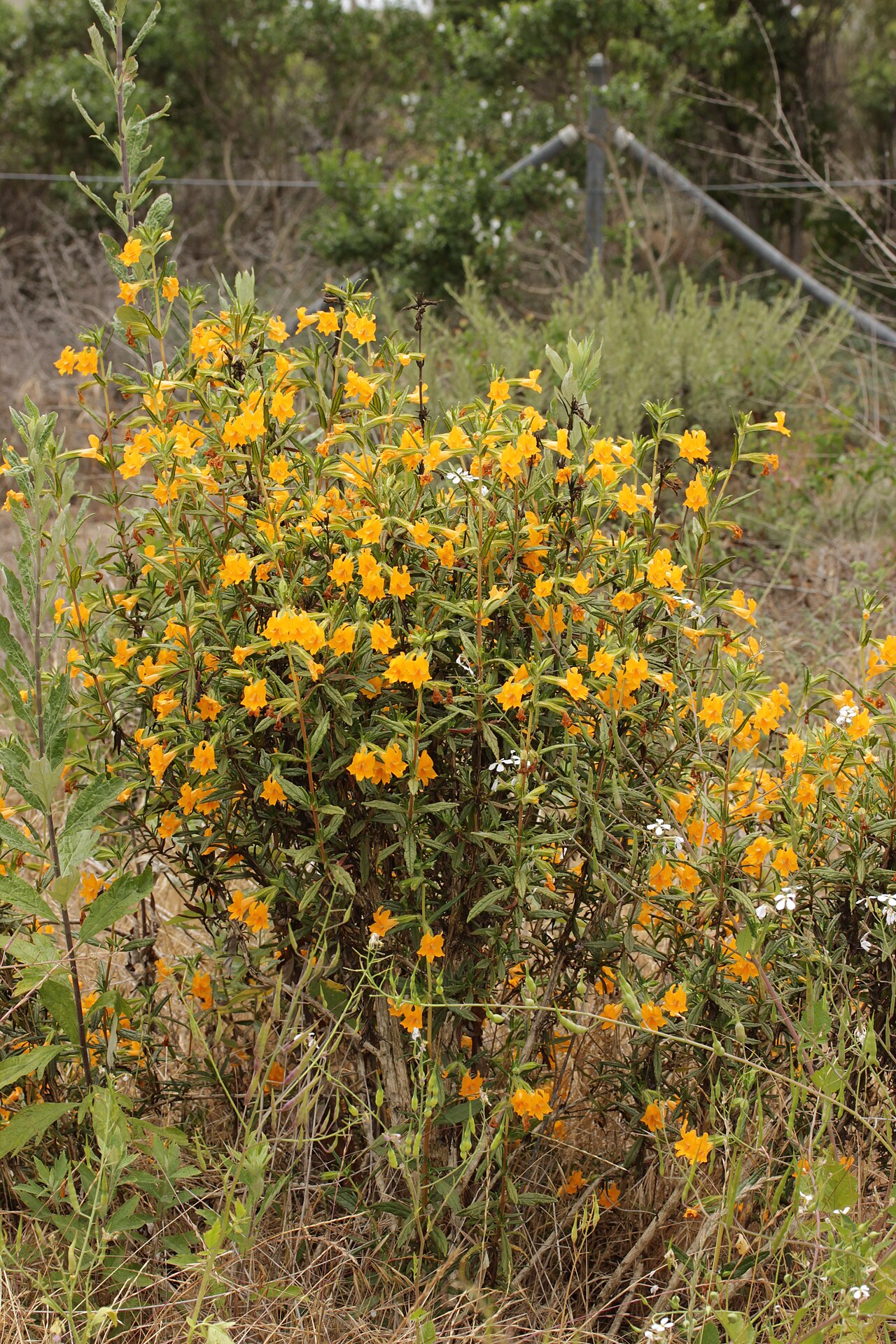 Sticky Monkeyflower — photo 3