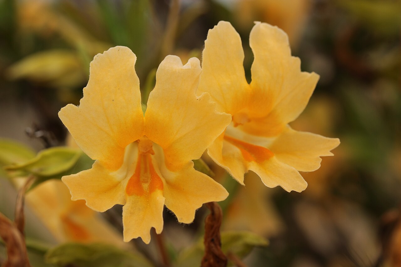 Sticky Monkeyflower — photo 4
