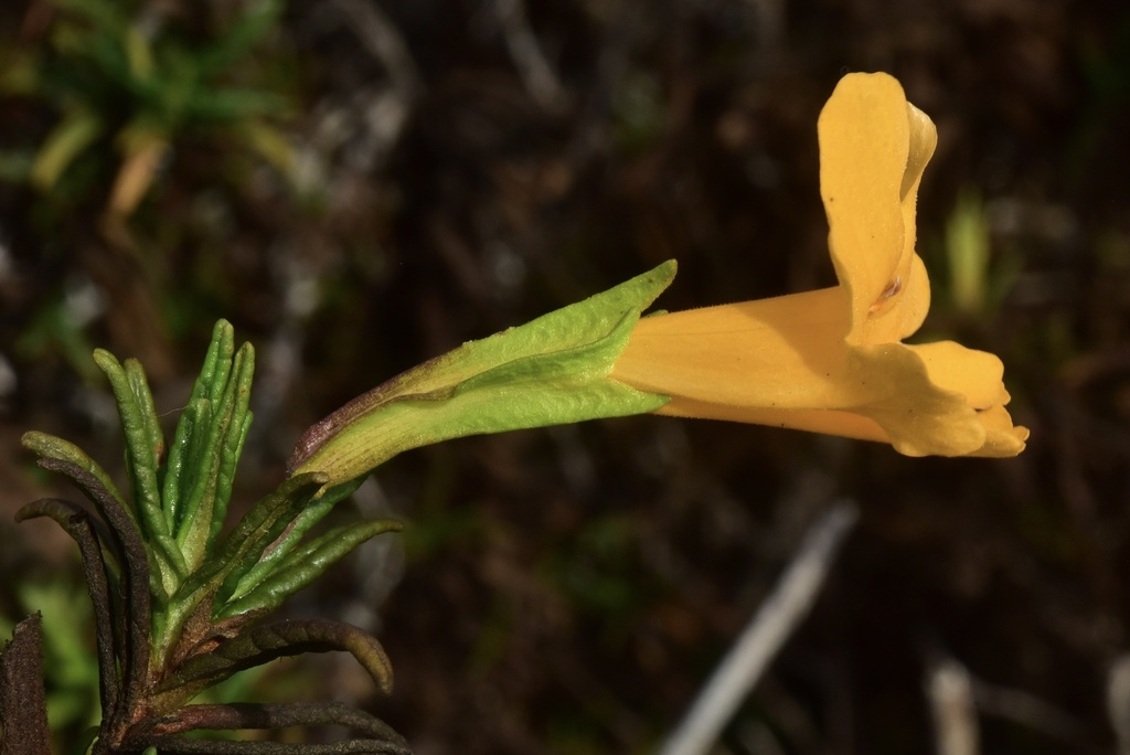 Sticky Monkeyflower
