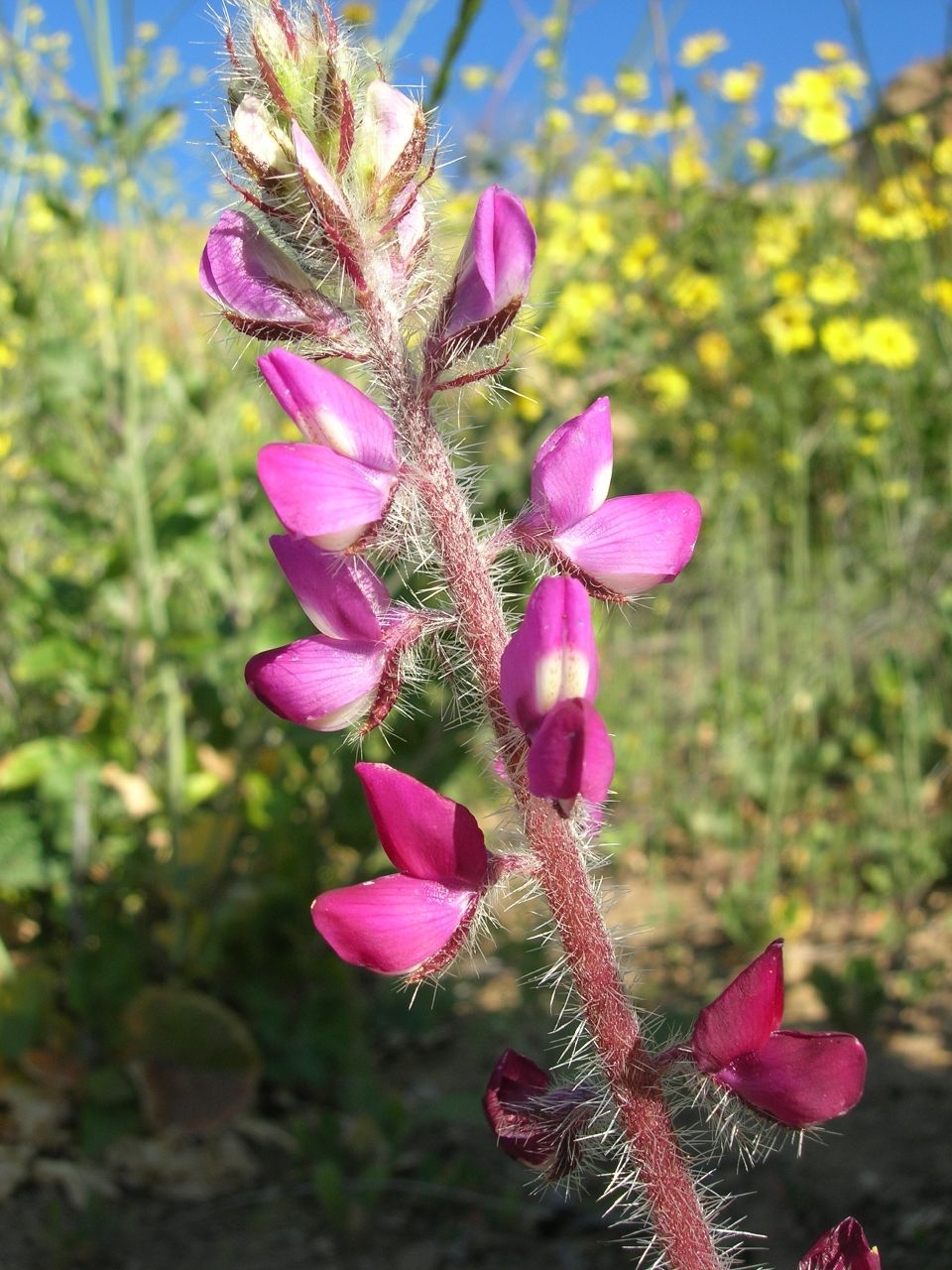 Stinging Lupine — photo 2