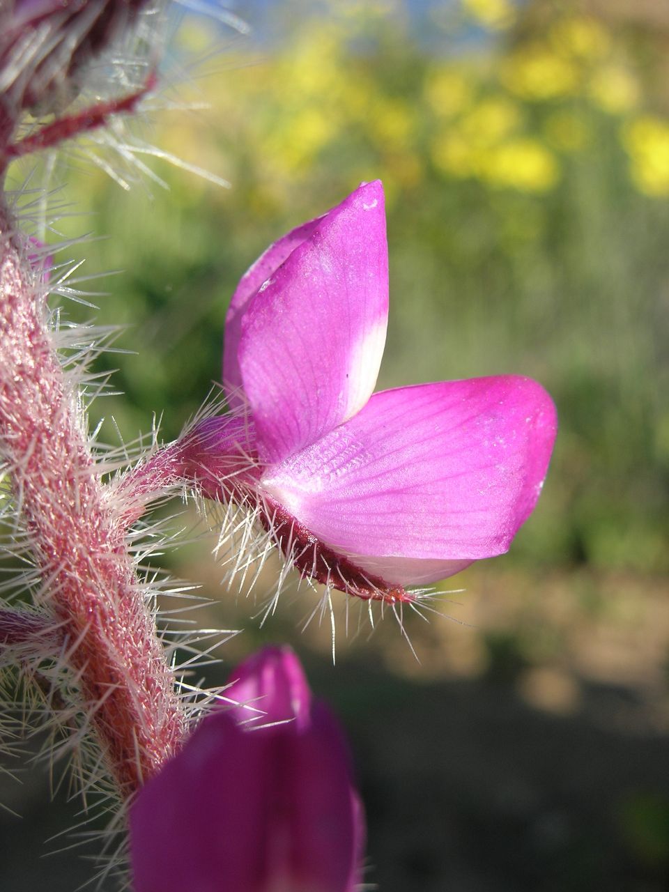 Stinging Lupine — photo 3