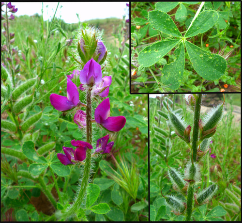 Stinging Lupine — photo 4