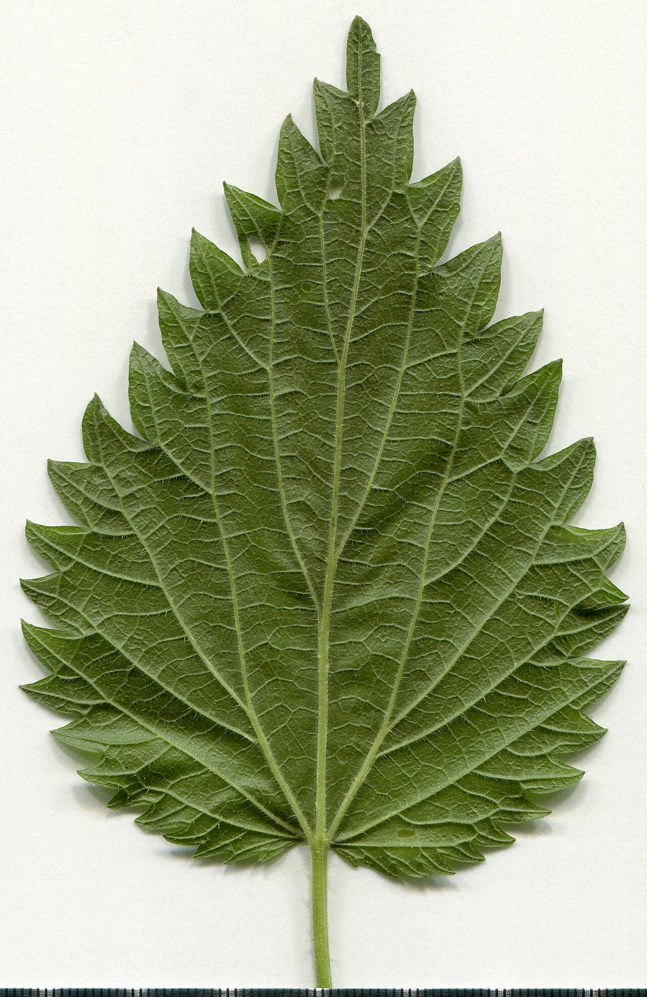 Stinging Nettle — photo 2