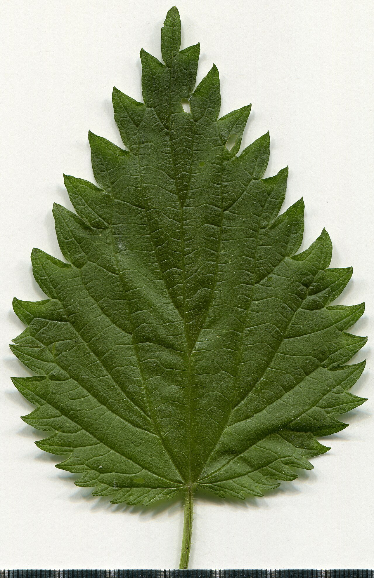 Stinging Nettle — photo 3