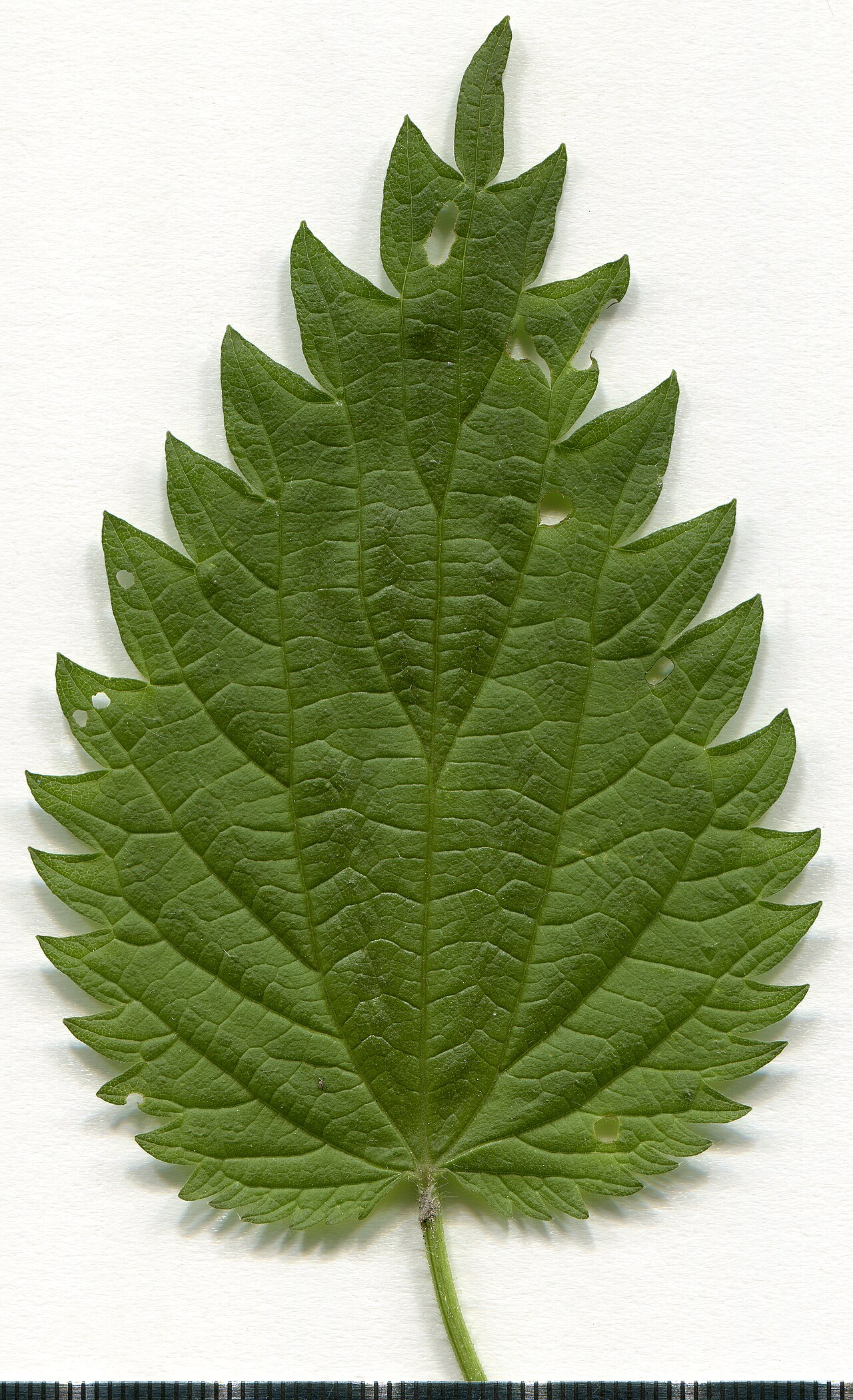 Stinging Nettle — photo 4