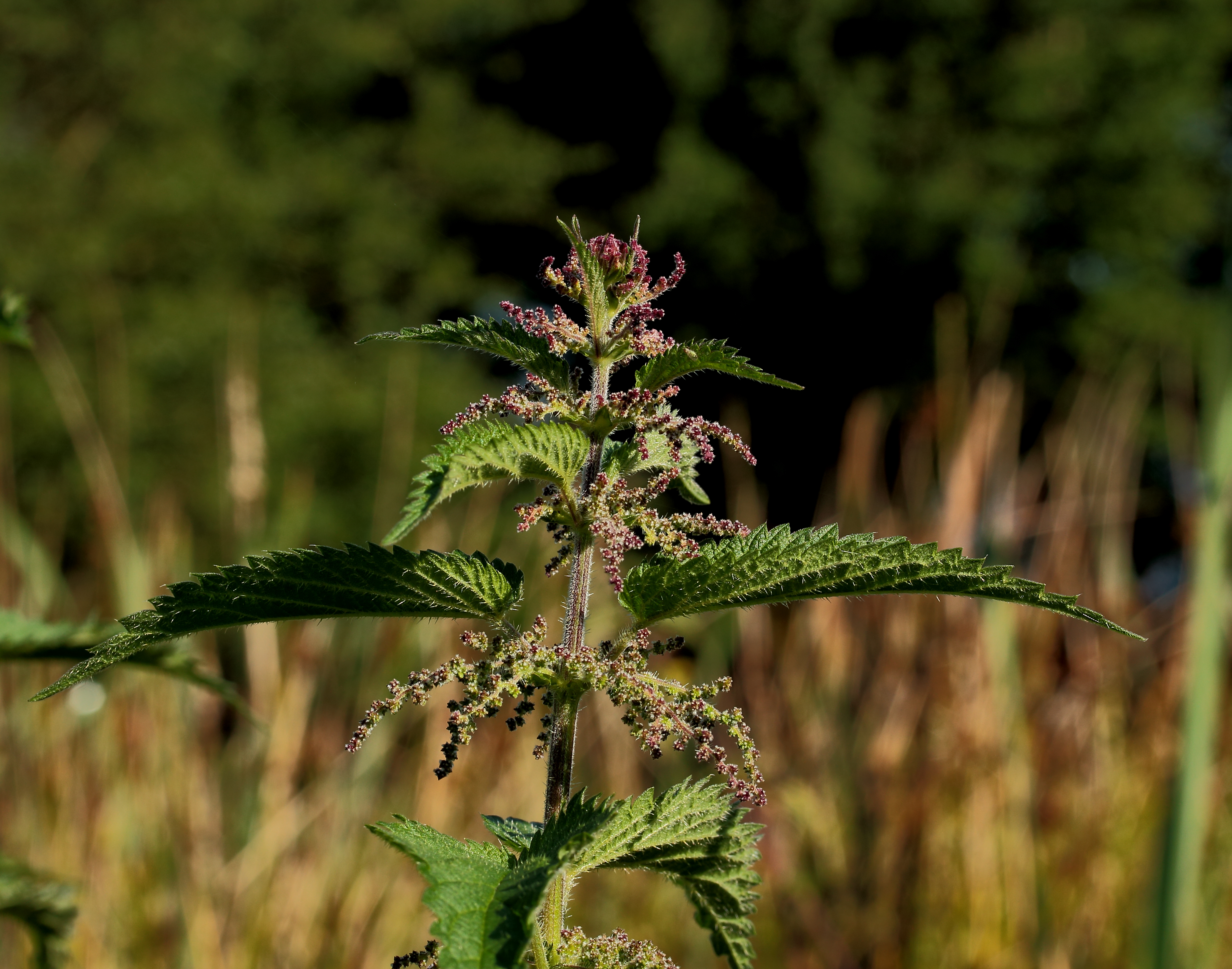 Stinging Nettle
