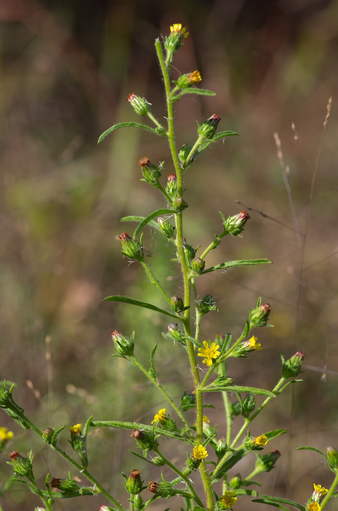 Stinkwort — photo 3