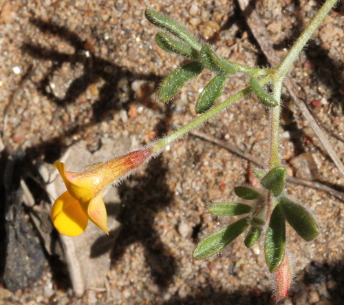 Strigose Lotus — photo 2