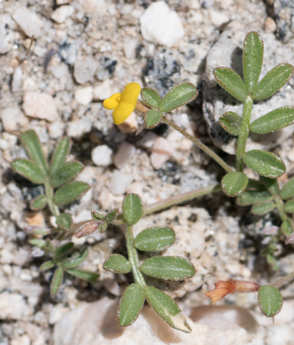 Strigose Lotus — photo 3