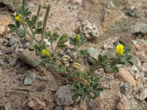 Strigose Lotus — photo 4