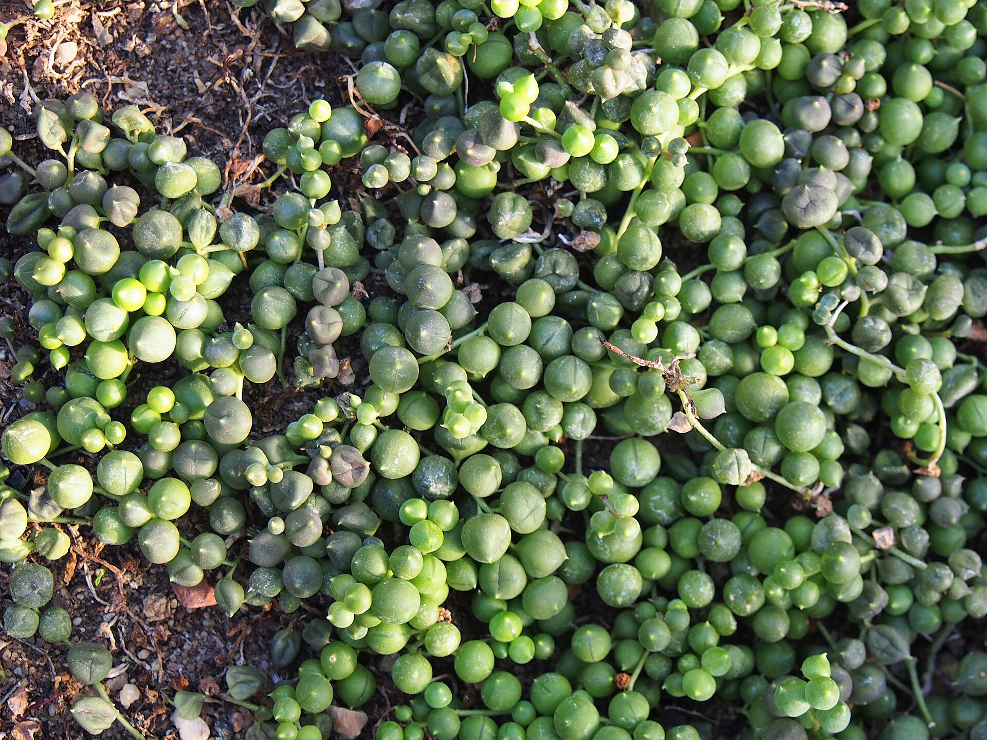 String of Pearls — photo 2