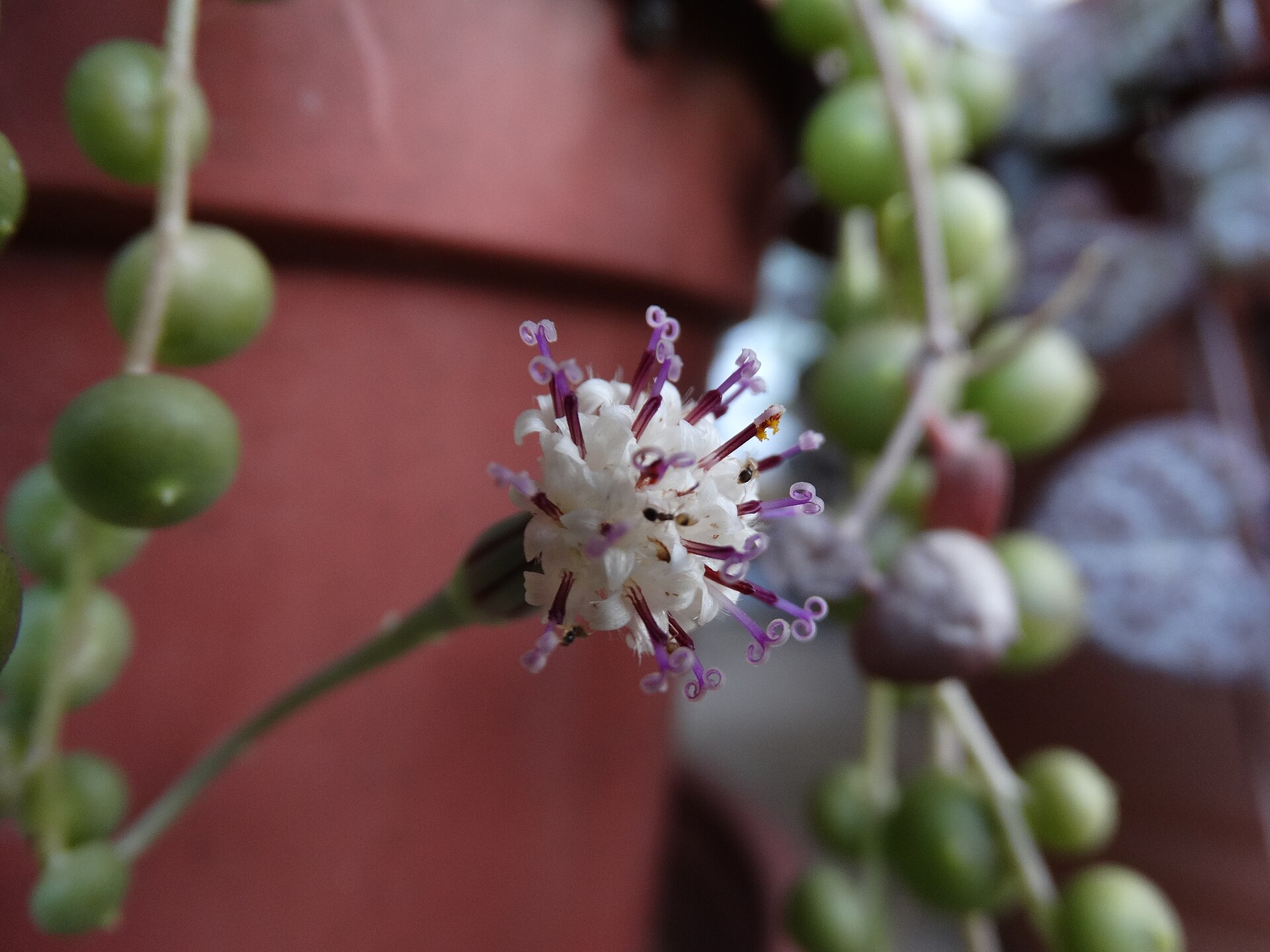 String of Pearls — photo 3