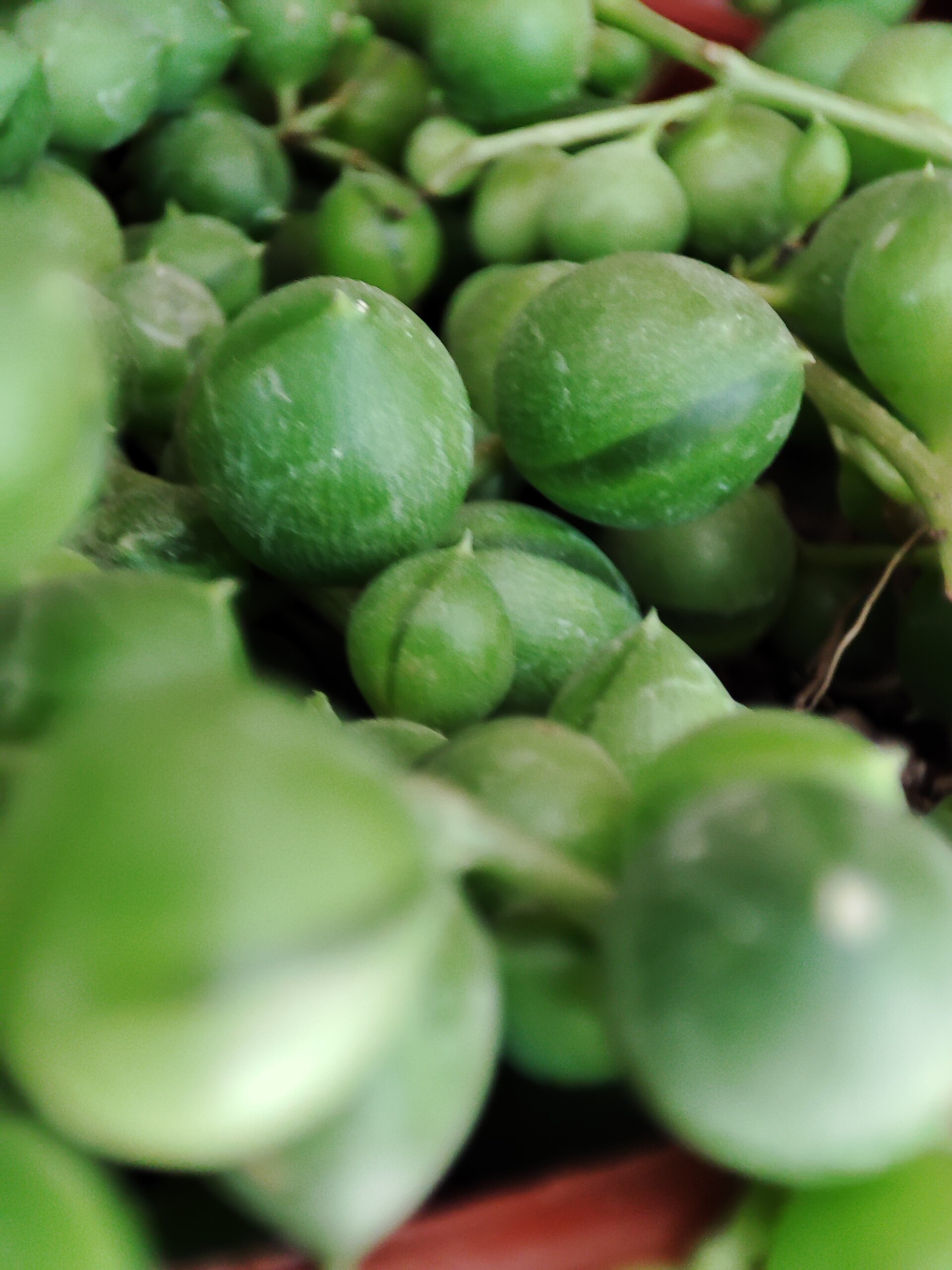 String of Pearls — photo 4