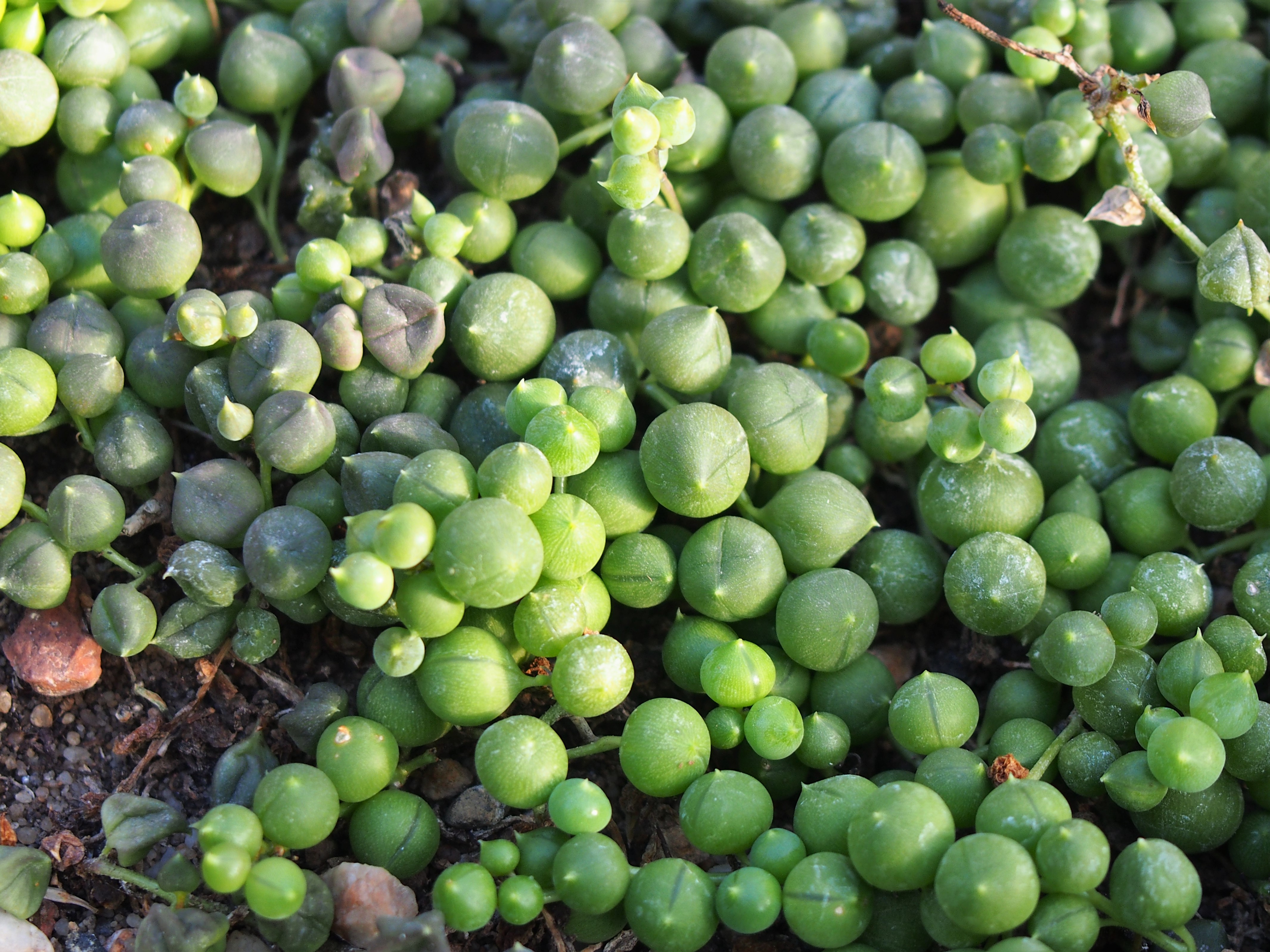 String of Pearls — photo 1