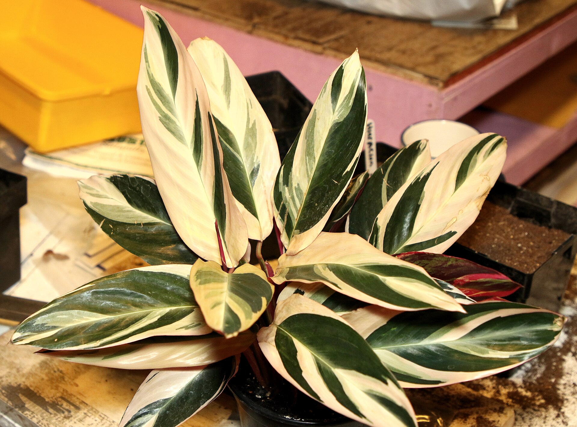 Stromanthe Triostar — photo 2