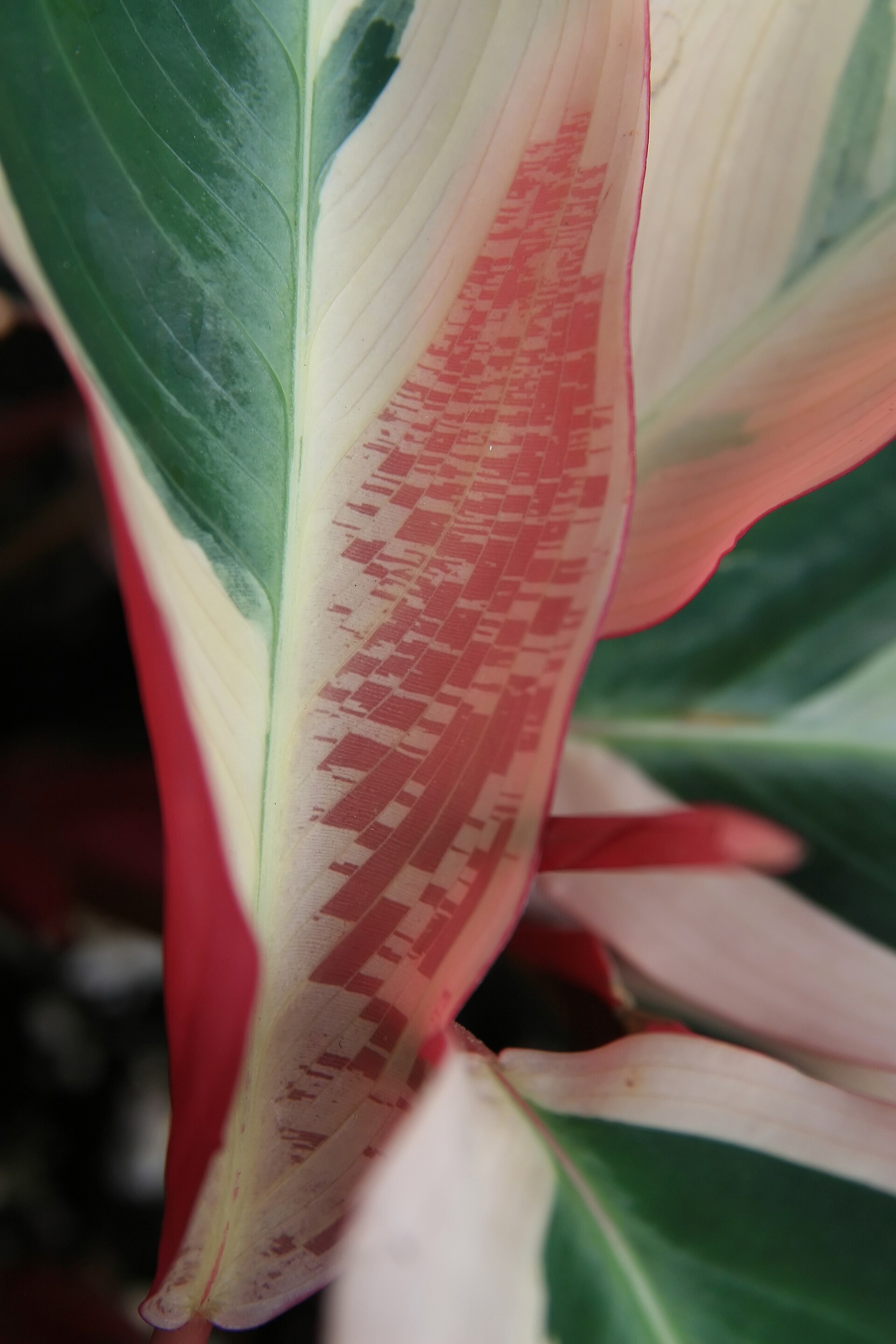 Stromanthe Triostar — photo 3