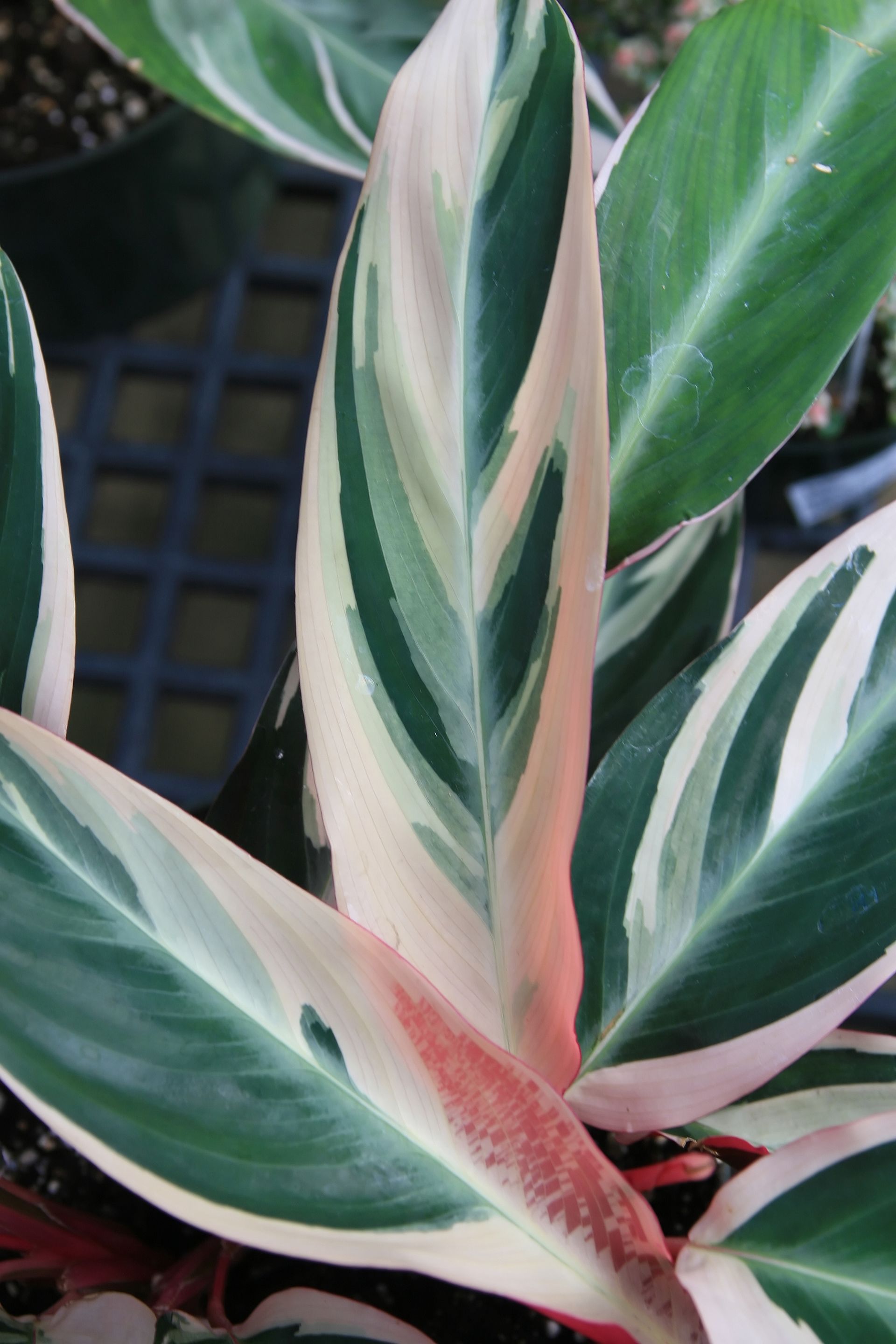 Stromanthe Triostar — photo 4